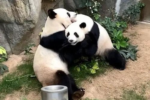 Sở thú đóng cửa, cặp gấu trúc lần đầu 'mây mưa' sau 10 năm chung sống