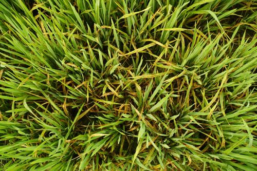Thời tiết đang 'tạo đà' cho sinh vật gây hại cho vụ lúa Đông Xuân