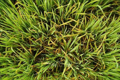 Bộ trưởng Nguyễn Xuân Cường: Theo dõi sát, cảnh báo kịp thời về dịch hại vụ Đông Xuân các tỉnh phía Bắc
