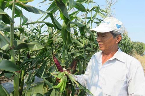 Long An: Thu nhập cao từ trồng bắp nữ hoàng đỏ