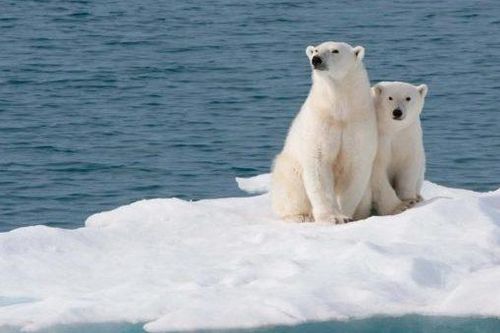 Chú gấu nhỏ ở Bắc Cực dạy ta điều gì về môi trường?