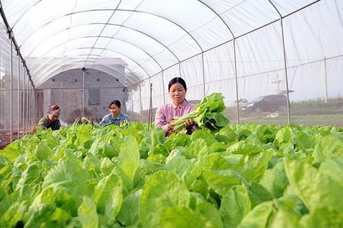 Hà Nội: Sẽ giải thể, chuyển đổi 50 hợp tác xã đang ngừng hoạt động