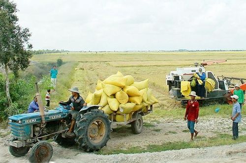 Kiên Giang được mùa, được giá gạo