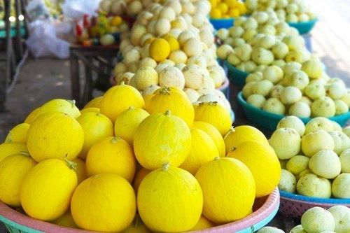 Mùa dưa Hoàng Kim