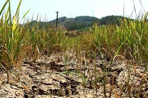 Sông Đăk Nghé cạn, người dân thiếu nước tưới cây trồng