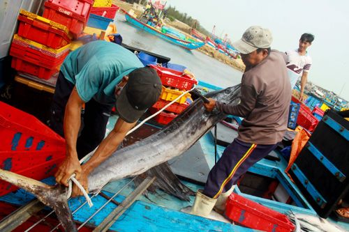 Trúng cá 'khủng' nhưng giá rẻ bèo, ngư dân Quảng Ngãi chịu lỗ