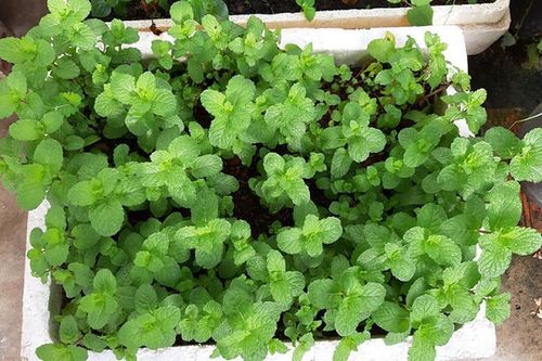 Nuôi thỏ, đọc sách, trồng rau để kháng nỗi lo dịch bệnh