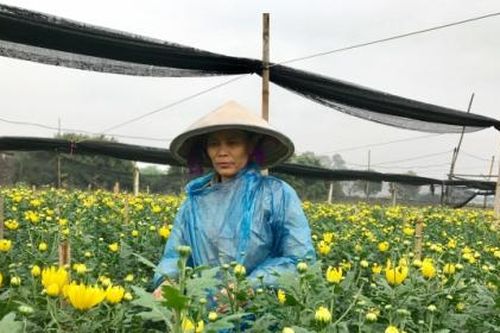 Làng hoa Tây Tựu: Hoa cười, người khóc vì ảnh hưởng của dịch Covid-19