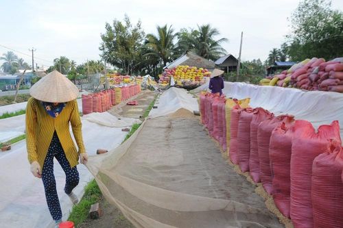 Kiến nghị cho xuất khẩu gạo nếp vì nhu cầu trong nước ít