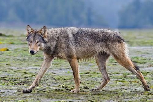 Đây đích thị là loài sói có sở thích kỳ lạ nhất thế giới