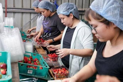 Cơ hội cho thị trường lao động tại Australia nhờ Hiệp định CPTPP