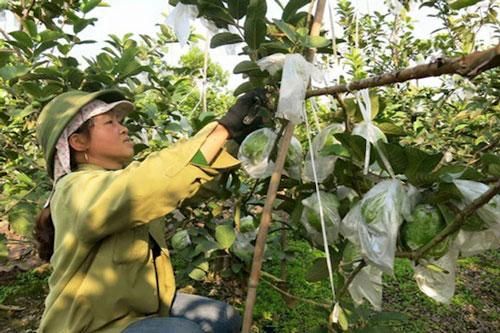 Hải Dương: HTX giúp nông dân giàu lên nhờ bán ổi VietGAP