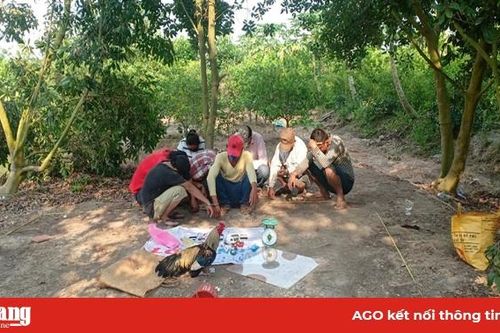 Công an Châu Phú triệt xóa tụ điểm đá gà, lắc tài xỉu
