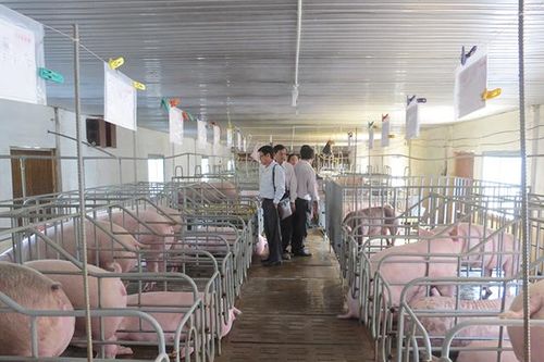 Nông dân cần thận trọng khi tái đàn sau công bố hết dịch tả heo Châu Phi