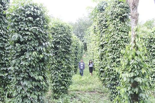 Tạo diện mạo mới cho xã Gio Sơn sau sáp nhập