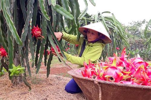 Tăng cường xúc tiến thương mại tiêu thụ nông sản ứng phó COVID-19