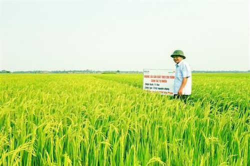 Lúa canh tác tự nhiên dự kiến đạt năng suất 52 tạ/ha