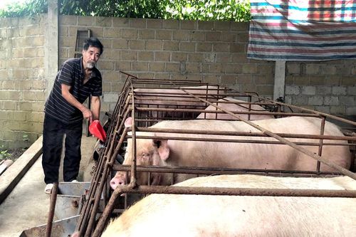 Chủ động nguồn lợn giống để tái đàn
