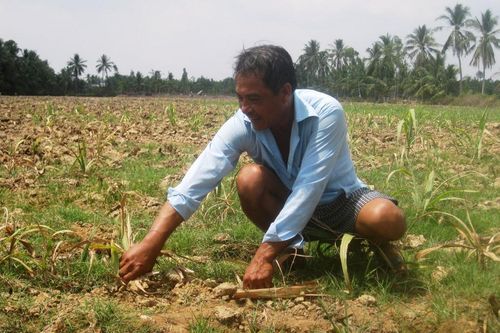 Nông dân ĐBSCL phá bỏ hàng ngàn héc-ta ruộng mía