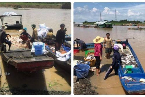 Đồng Nai di dời 650 lồng nuôi cá bè sông La Ngà vào vùng quy hoạch ngăn chặn cá chết