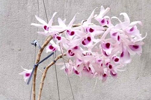 Kon Tum: Đấu giá hoa lan gây quỹ ủng hộ chống dịch COVID-19