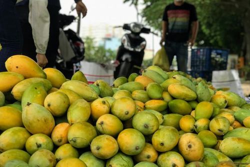 Xoài đổ đống bán đầy đường phố, giá chỉ 10.000 đồng/kg