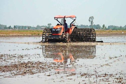 Long An nhiều giải pháp để đạt hơn 2,7 triệu tấn lúa năm 2020