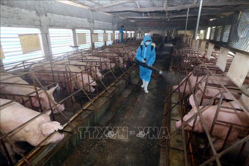 Dịch COVID-19: Tăng đàn lợn bảo đảm an toàn sinh học