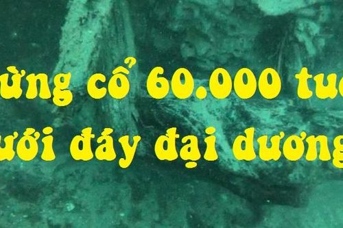 Đột phá y học từ khu rừng 60.000 năm dưới đáy đại dương