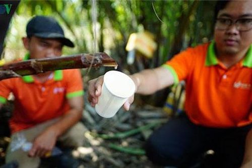 TP.HCM: Chàng kỹ sư bỏ việc lương cao, khởi nghiệp táo bạo với cây dừa nước