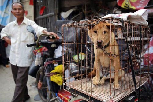 Trung Quốc tiến tới cấm ăn thịt chó