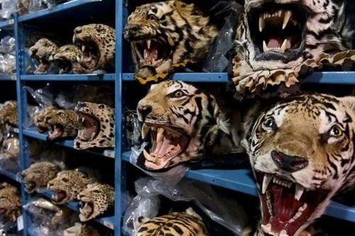 Sử dụng thông tin tài chính để dẹp bỏ nạn buôn bán động vật hoang dã trái phép