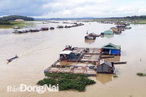 Việc thực hiện di dời bè cá trên sông La Ngà còn chậm