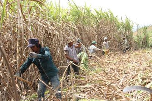 Ninh Hòa: Thu mua hơn 90.000 tấn mía nguyên liệu