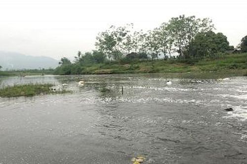 Suối Cái lại...hấp hối!