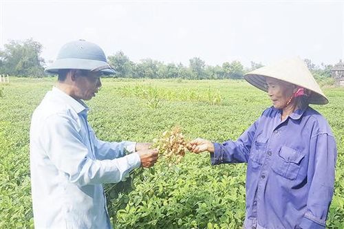 Triển vọng từ cây lạc áp dụng mô hình CSA ở Hợp tác xã Duy Viên