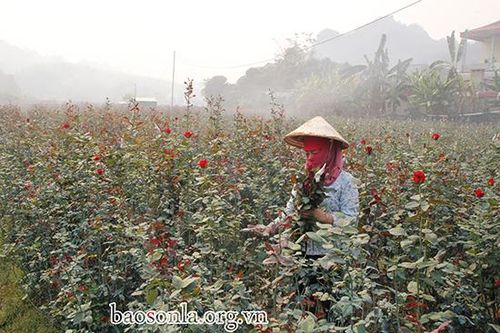 Những vườn hồng mùa COVID-19