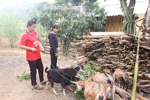 Mô hình nuôi dê sinh sản của phụ nữ Chiềng Ngần