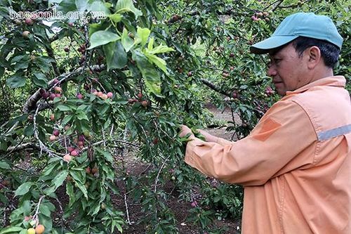 Cần chung tay 'giải cứu' mận tam hoa