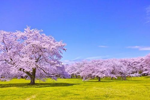 Cây anh đào giúp chống biến đổi khí hậu