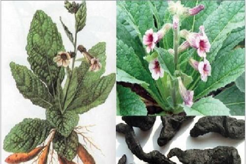 Bài thuốc trị chứng rối loạn tiền mãn kinh