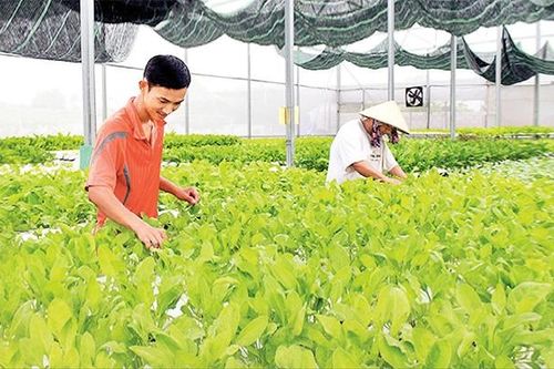 Bà Rịa - Vũng Tàu thu hút dự án nông nghiệp công nghệ cao