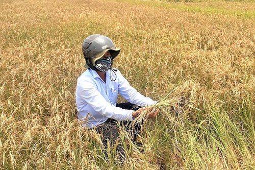 Khô hạn ở Đắk Lắk ngày càng khốc liệt