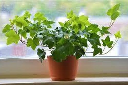 Những loại cây trồng trong nhà vừa tốt cho phong thủy, vừa thanh lọc không khí
