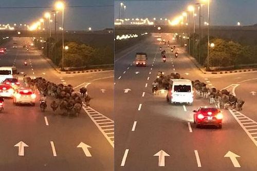 Người đàn ông dẫn đàn trâu đi ngược chiều trên đường cao tốc