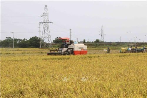 Nông dân phấn khởi vì lúa được mùa, được giá
