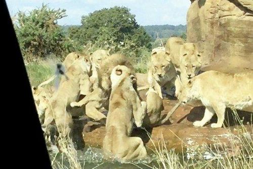 9 con sư tử cái lập hội, điên cuồng lao vào cắn xé con đực đầu đàn đơn độc