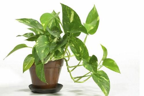Đặt một chậu cây này trong nhà vệ sinh đảm bảo mùi hôi và muỗi sẽ 'ra đi' vĩnh viễn sau 1 ngày
