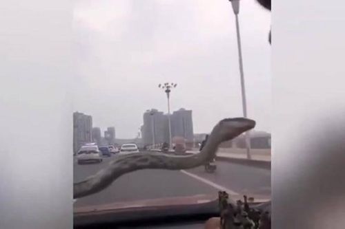 Hoảng hồn khi bất ngờ thấy rắn khủng trườn trên kính chắn gió ô tô
