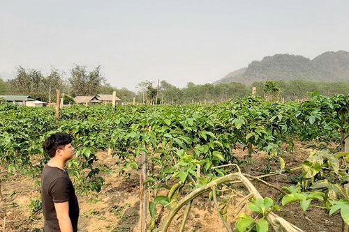 Năng suất cao, hiệu quả kinh tế chưa như mong muốn